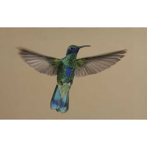 Ecuador Sparkling violet-ear hummingbird flying
